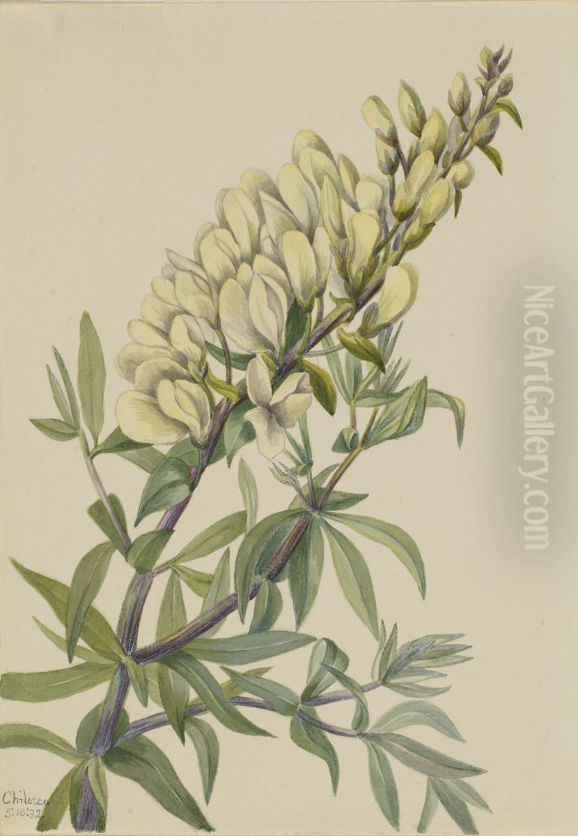 False Indigo (Baptista bructeata) Oil Painting by Mary Vaux Walcott