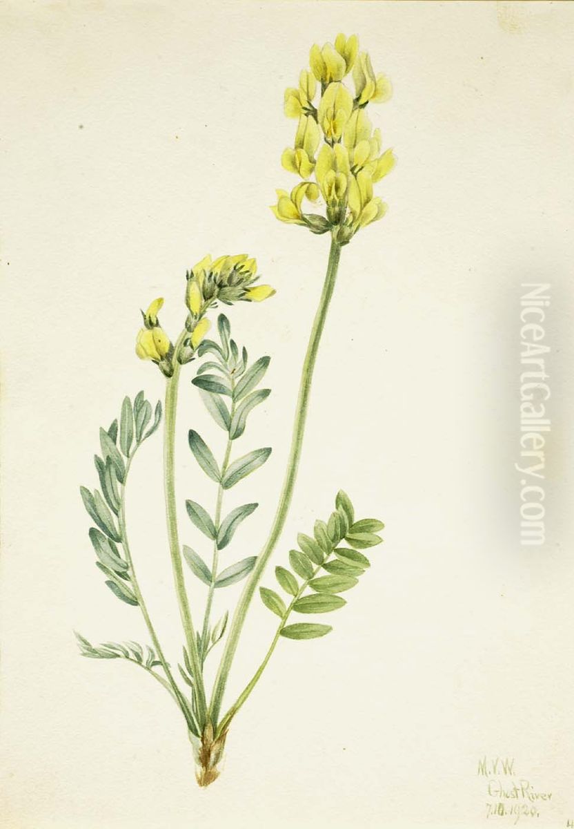 False Locoweed (Oxytropia gracilis) Oil Painting by Mary Vaux Walcott