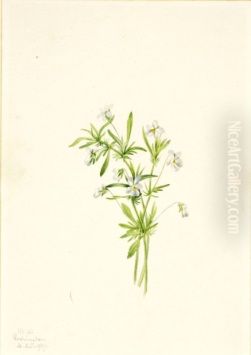 Field Violet (Viola rafinesquii) Oil Painting by Mary Vaux Walcott
