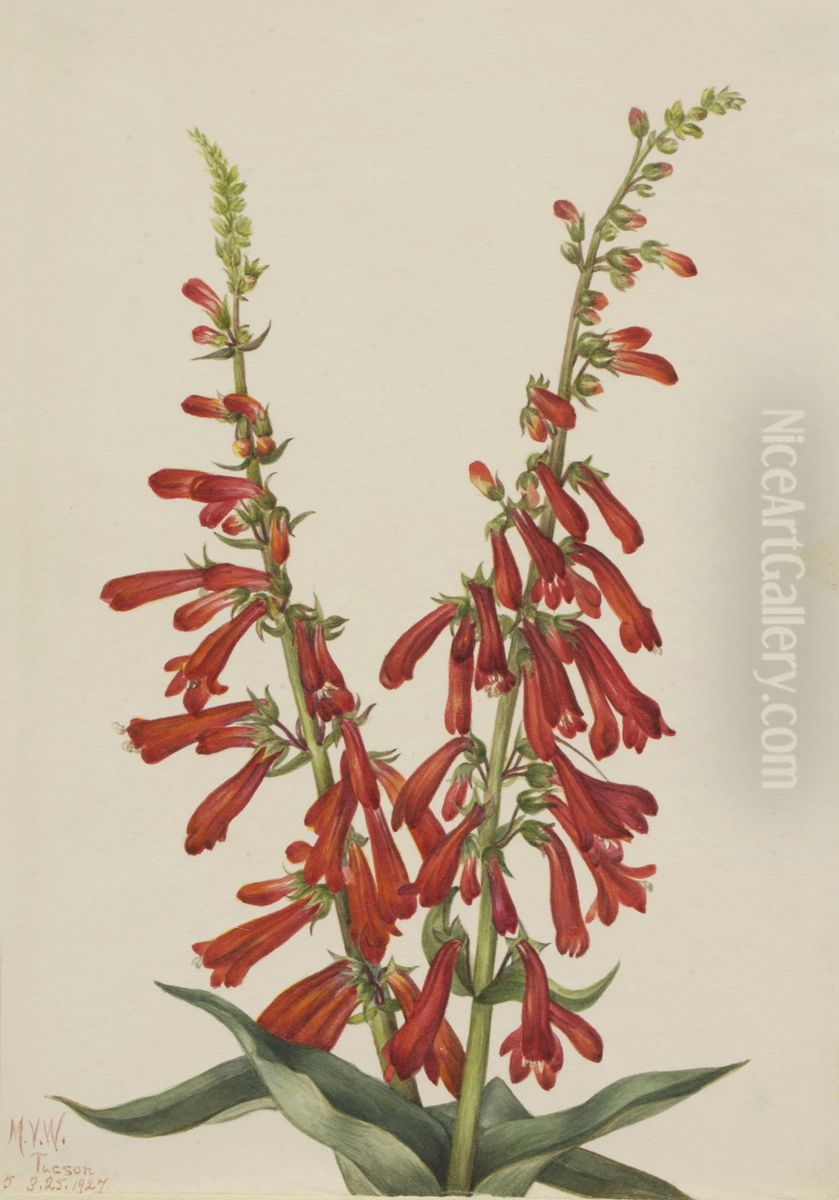 Fire Pentstemon (Pentstemon eatonii) Oil Painting by Mary Vaux Walcott
