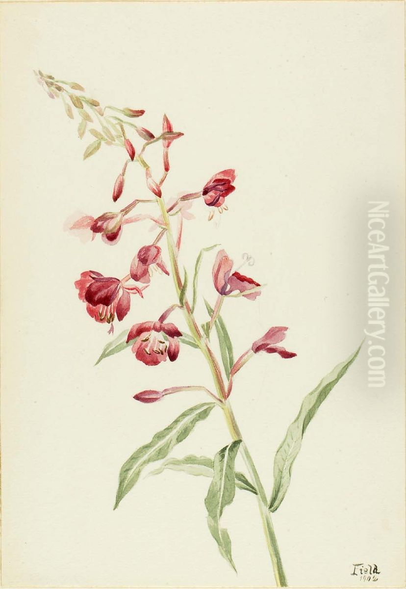 Fireweed (Epilobium angustifolium) Oil Painting by Mary Vaux Walcott