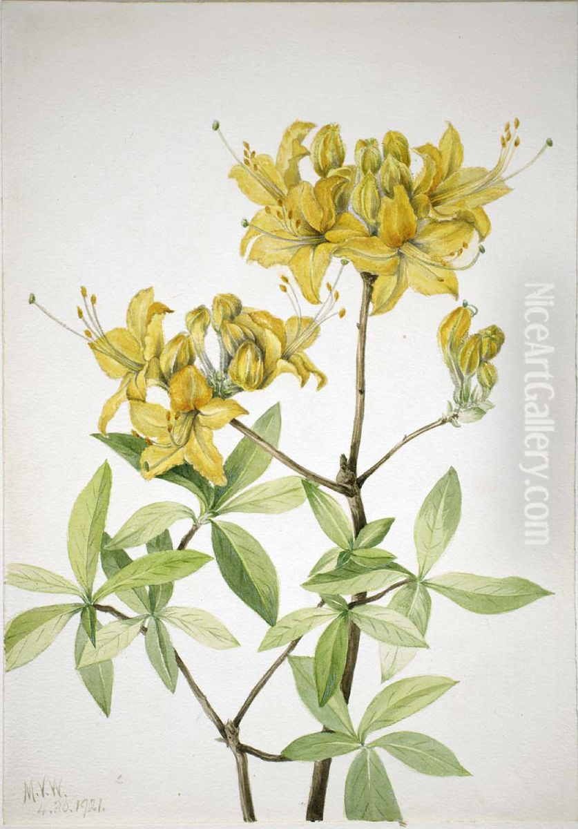 Flame Azalea (Azalea lutea) Oil Painting by Mary Vaux Walcott