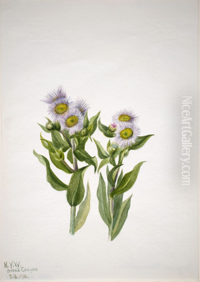 Fleabane (Erigeron macranthus) Oil Painting by Mary Vaux Walcott