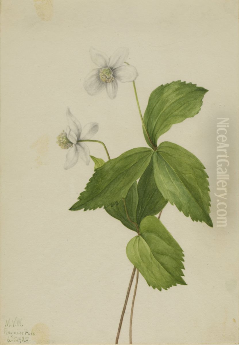 Forest Anemone (Anemone deltoidea) Oil Painting by Mary Vaux Walcott