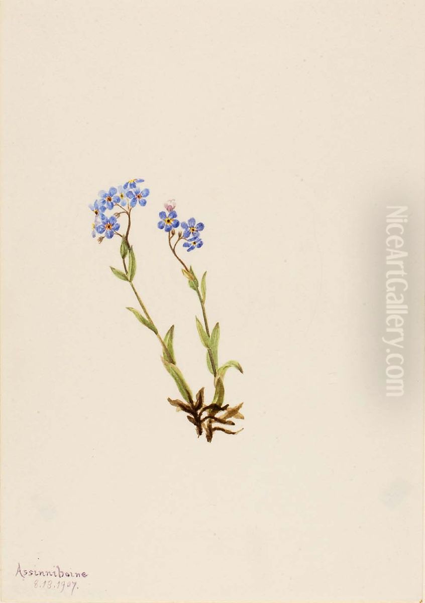 Forget-Me-Not (Myosotis alpestris) Oil Painting by Mary Vaux Walcott