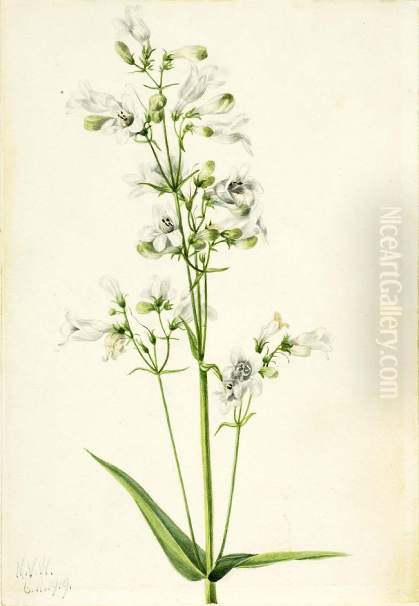 Foxglove Pentstemon (Pentstemon digitalis) Oil Painting by Mary Vaux Walcott