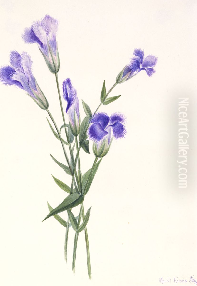 Fringed Gentian (Gentiana crinita) Oil Painting by Mary Vaux Walcott