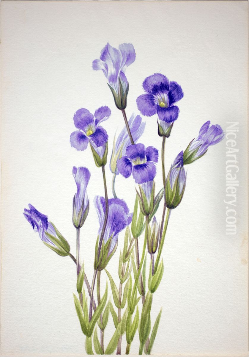 Fringed Gentian (Gentiana elegana) Oil Painting by Mary Vaux Walcott