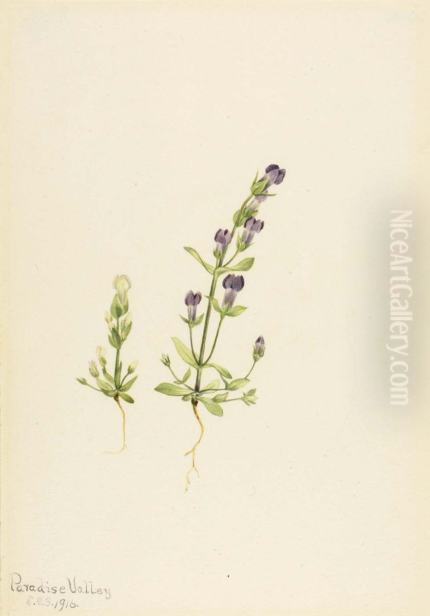 Gentiana propingua Oil Painting by Mary Vaux Walcott