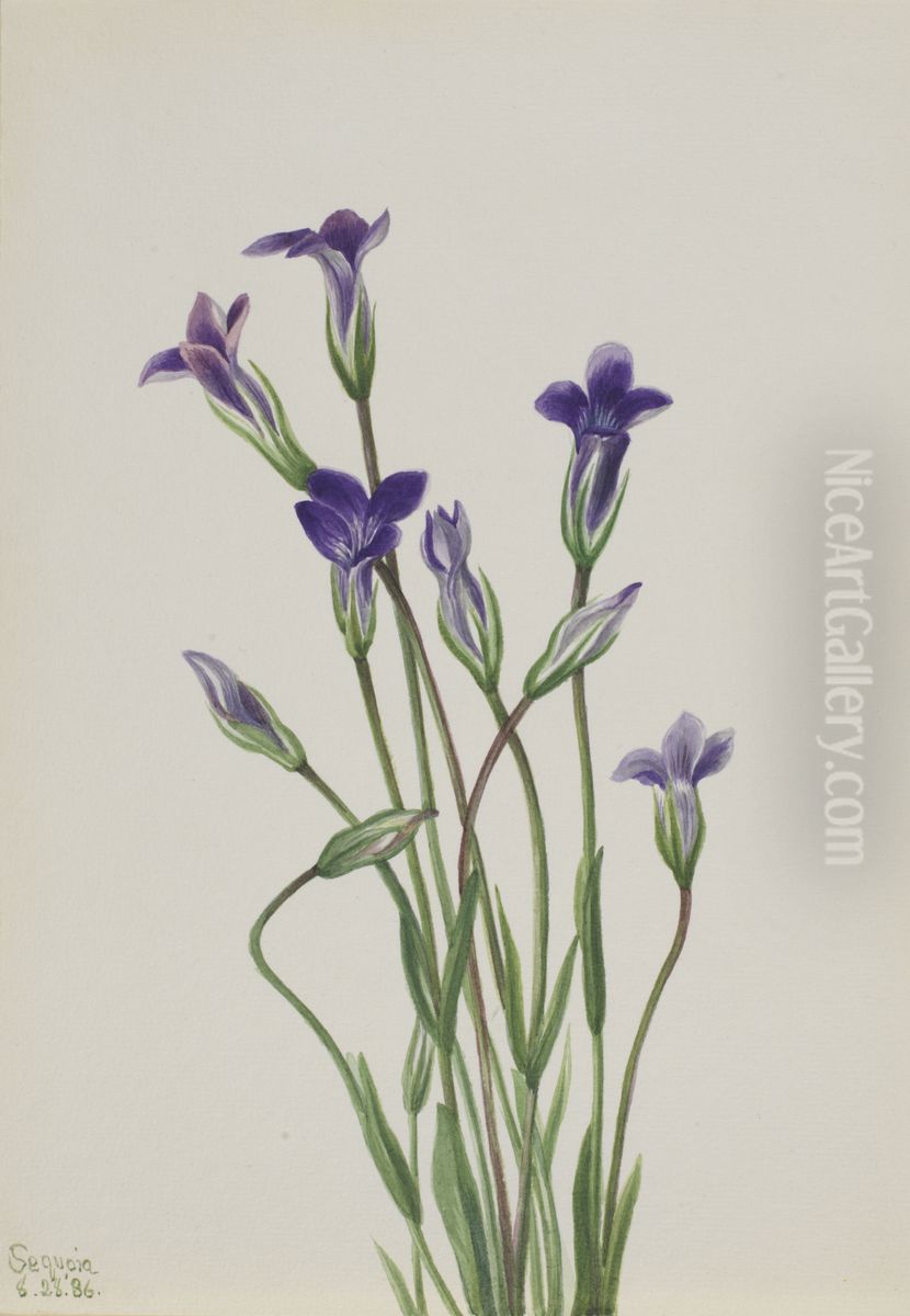 Gentian (Gentiana holopetala) Oil Painting by Mary Vaux Walcott