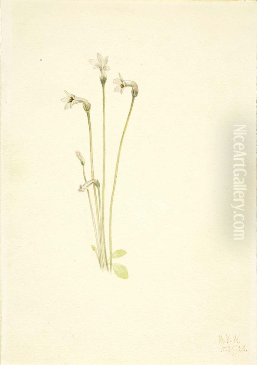 Ghostpipe (Thalesia uniflora) Oil Painting by Mary Vaux Walcott