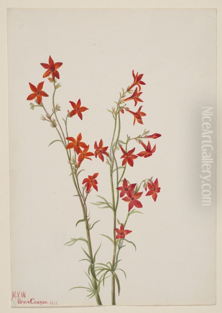 Gilia arizonica Oil Painting by Mary Vaux Walcott