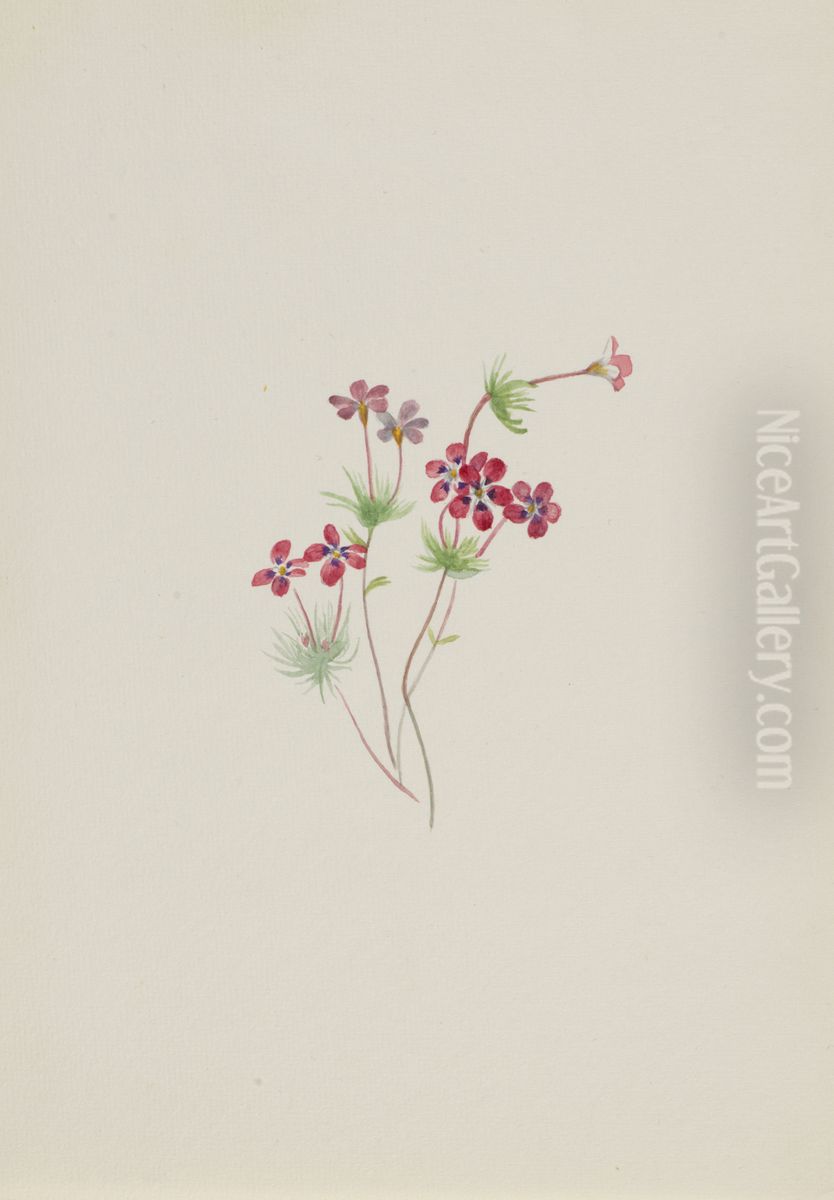 Gilia linanthus parviflorus Oil Painting by Mary Vaux Walcott