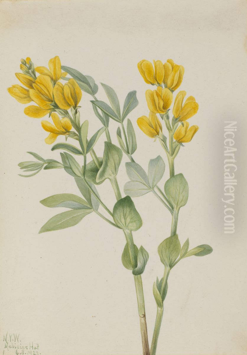 Goldenpea (Thermopsis rhombifolia) Oil Painting by Mary Vaux Walcott