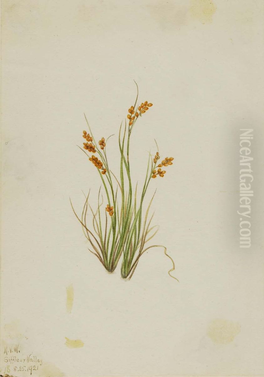 Golden Sedge (Carex aurea) Oil Painting by Mary Vaux Walcott