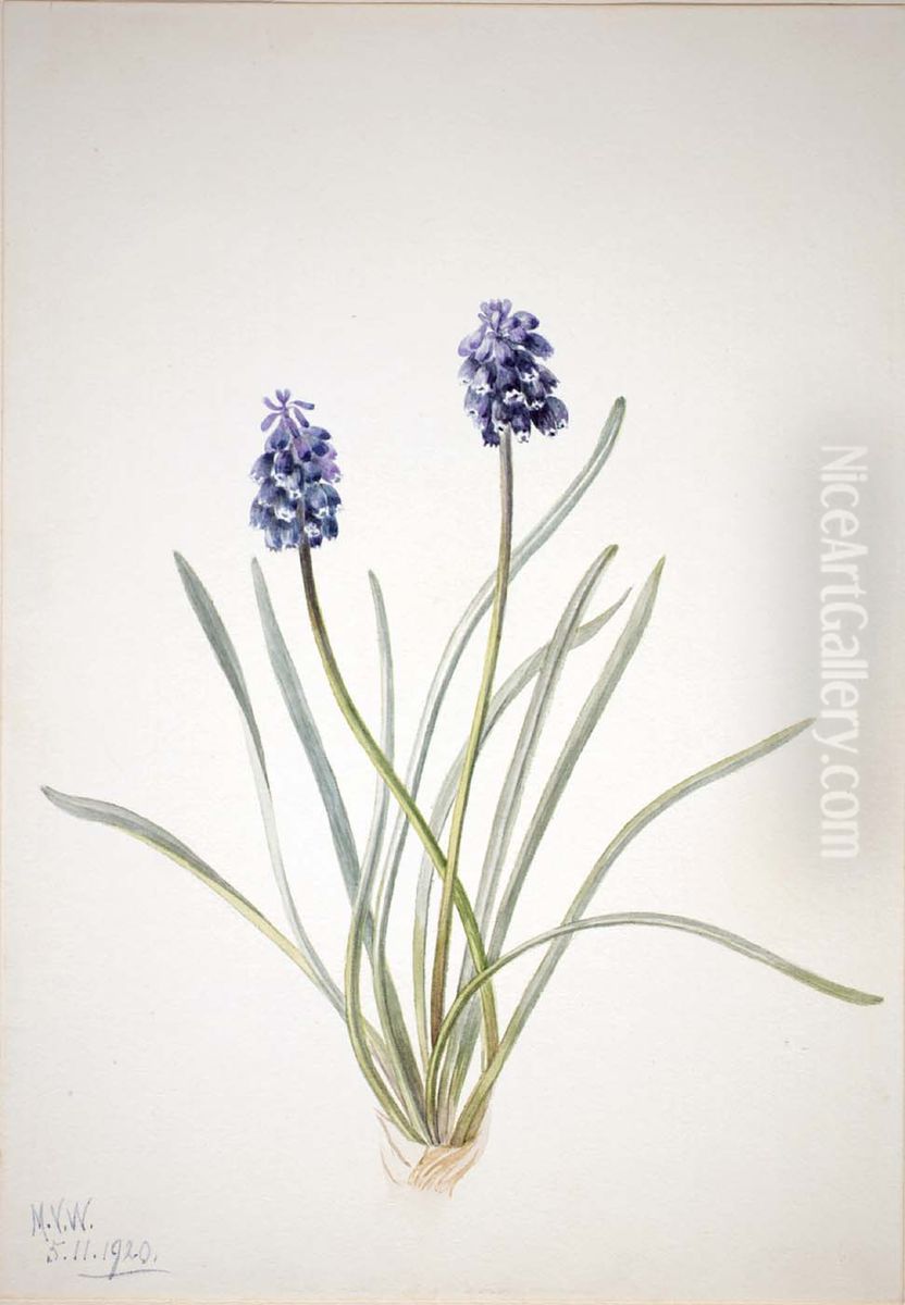 Grape Hyacinth (Muscari racemosum) Oil Painting by Mary Vaux Walcott
