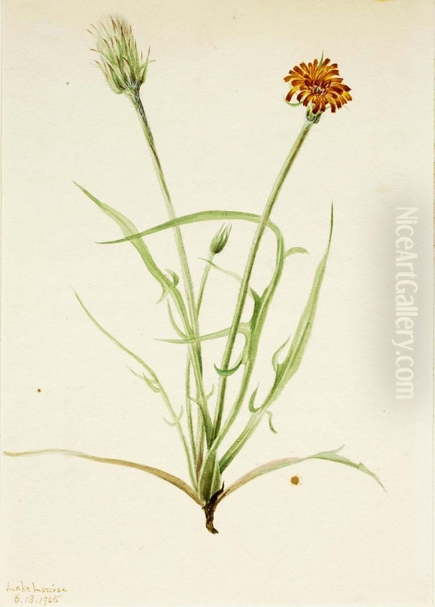 Grassleaf Agoseris (Agoseris graminifolia) Oil Painting by Mary Vaux Walcott