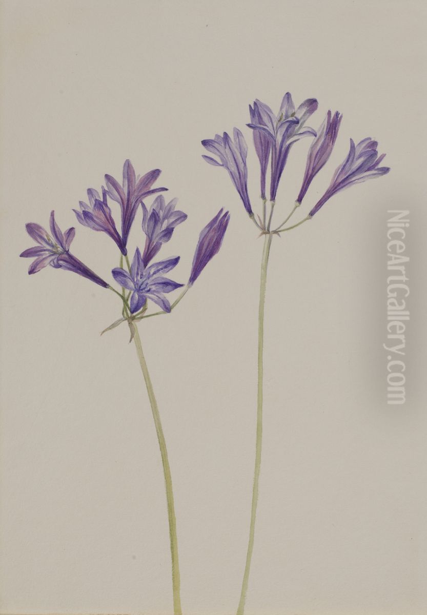 Grass Nut (Brodiaea laxa) Oil Painting by Mary Vaux Walcott