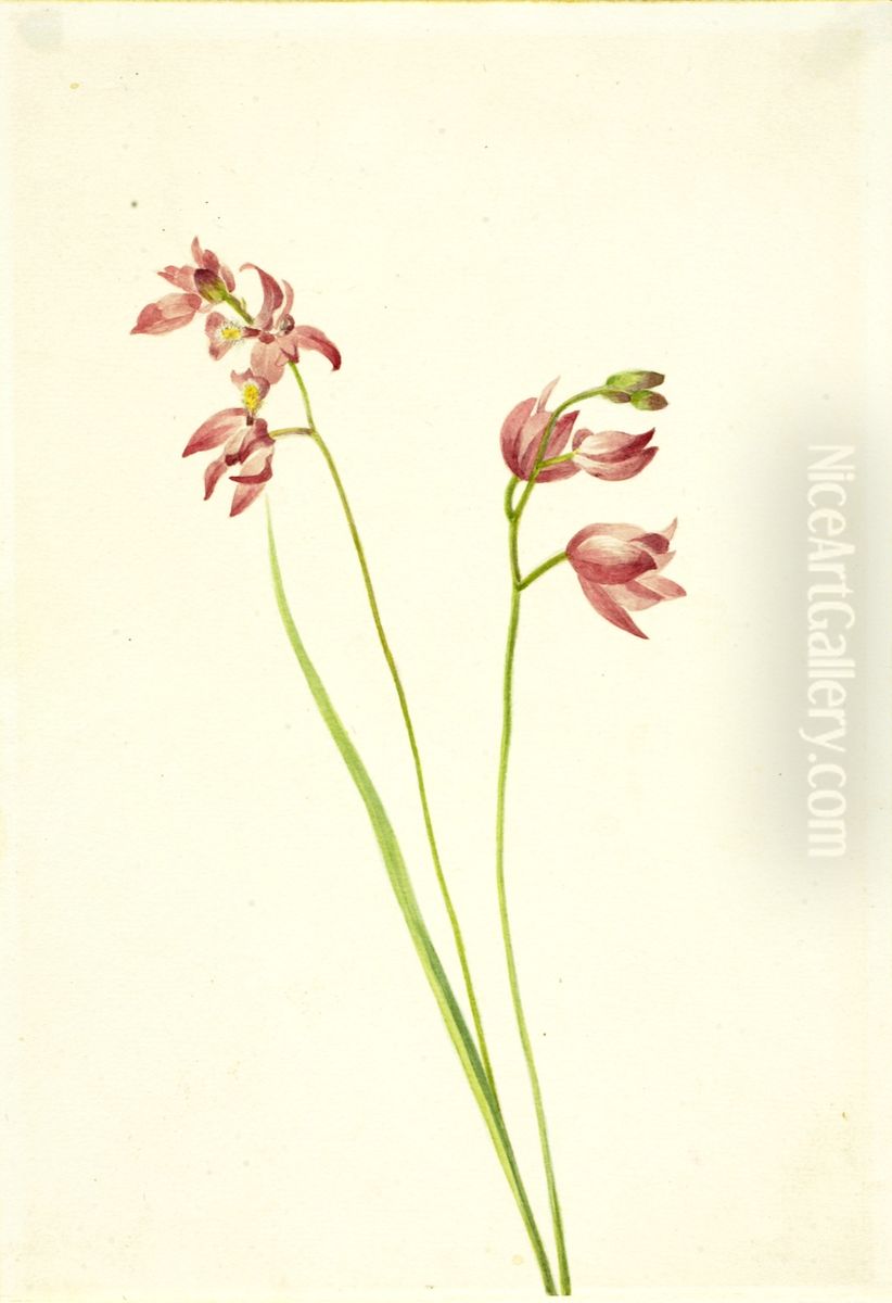 Grass-pink Orchid (Limodorum tuberosum) Oil Painting by Mary Vaux Walcott