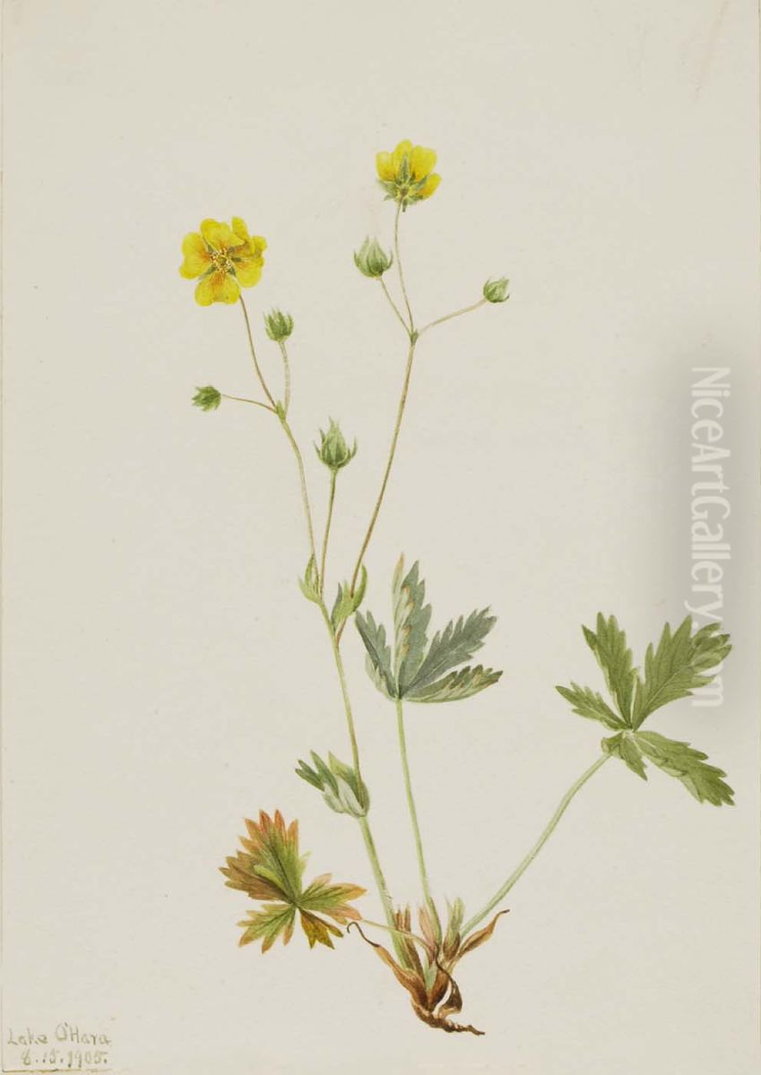 Grayleaf Fivefinger (Potentilla glaucophylla) Oil Painting by Mary Vaux Walcott