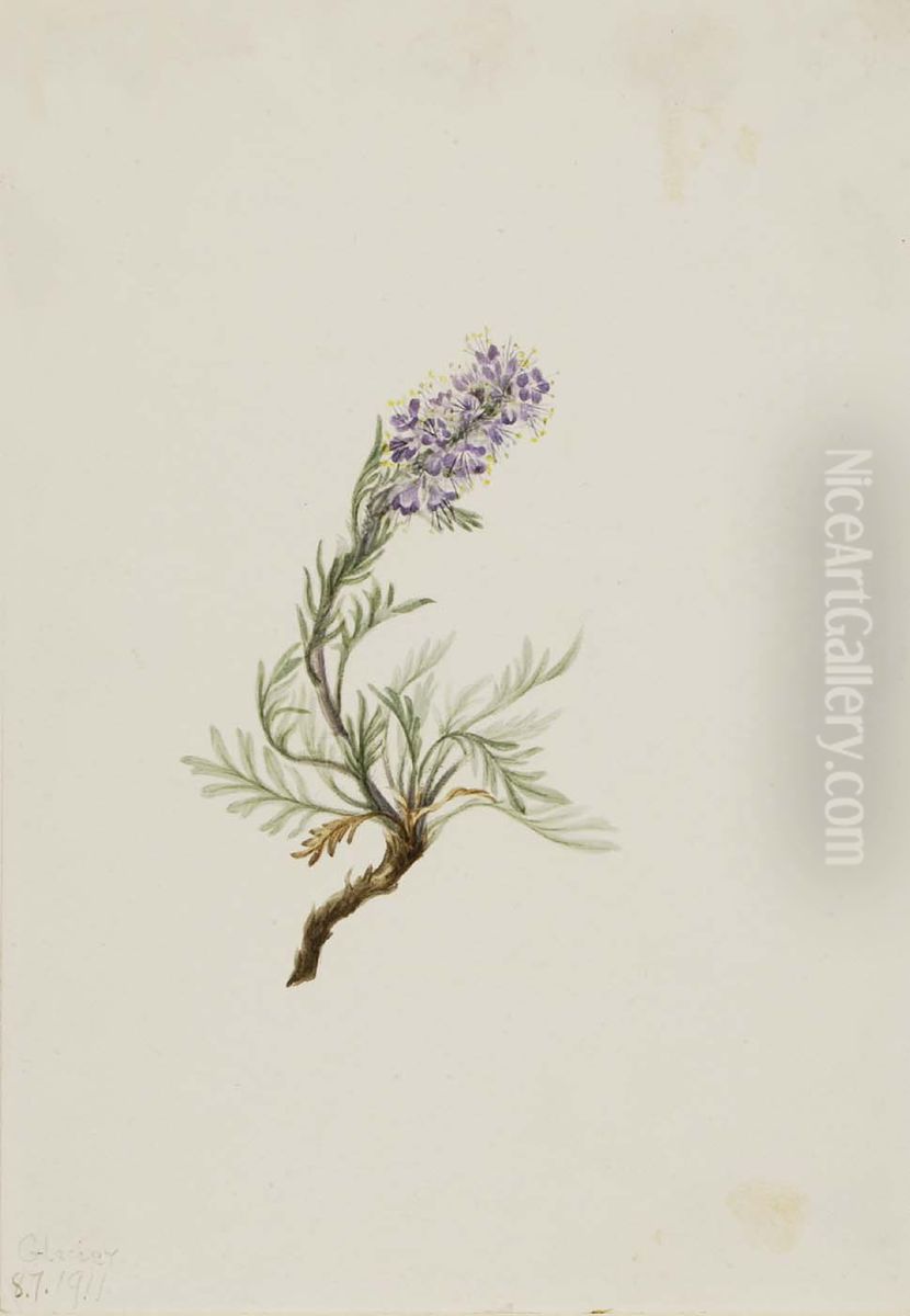 Gray Phacelia (Phacelia sericea) Oil Painting by Mary Vaux Walcott
