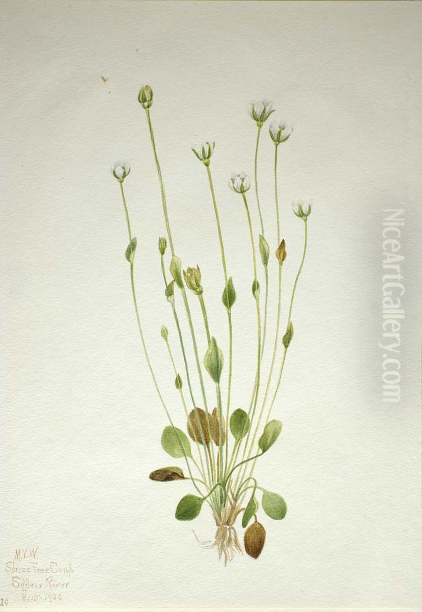 Gray Ragwort (Senecio canus) Oil Painting by Mary Vaux Walcott