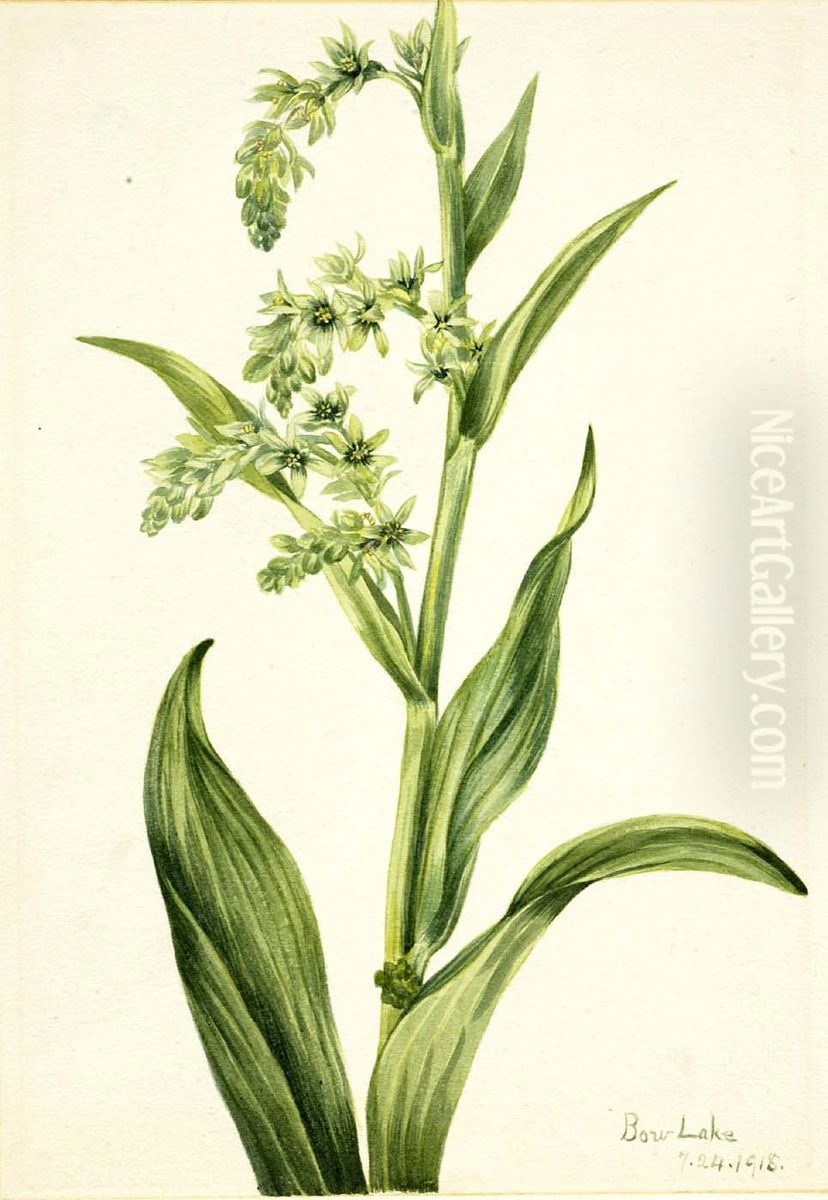 Green Bear Cabbage (Veratrum viride) Oil Painting by Mary Vaux Walcott