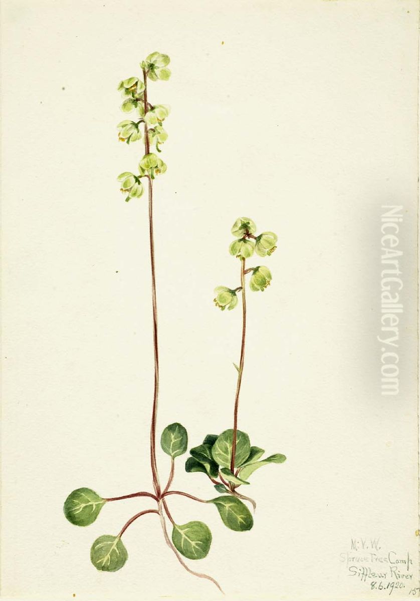 Green Pyrola (Pyrola chlorantha) Oil Painting by Mary Vaux Walcott