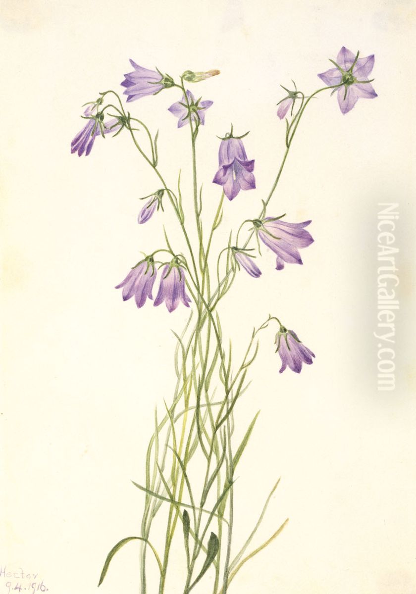 Harebell (Campanula rotundifolia) Oil Painting by Mary Vaux Walcott