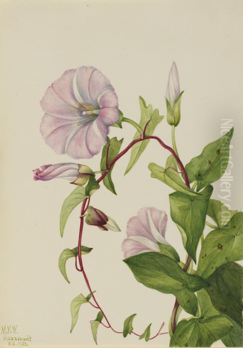Hedge Bindweed (Calystegia (Convolvulus) sepium) Oil Painting by Mary Vaux Walcott