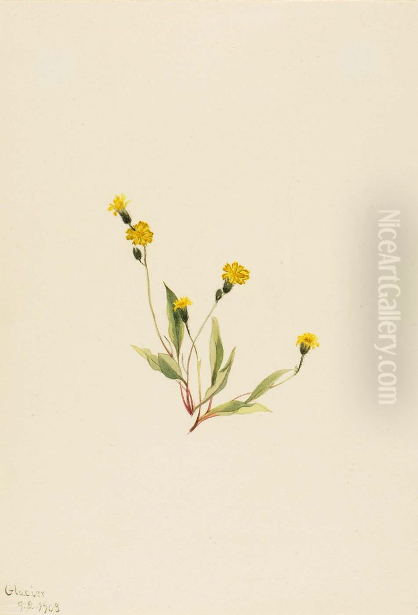 Heieracium gracile Oil Painting by Mary Vaux Walcott