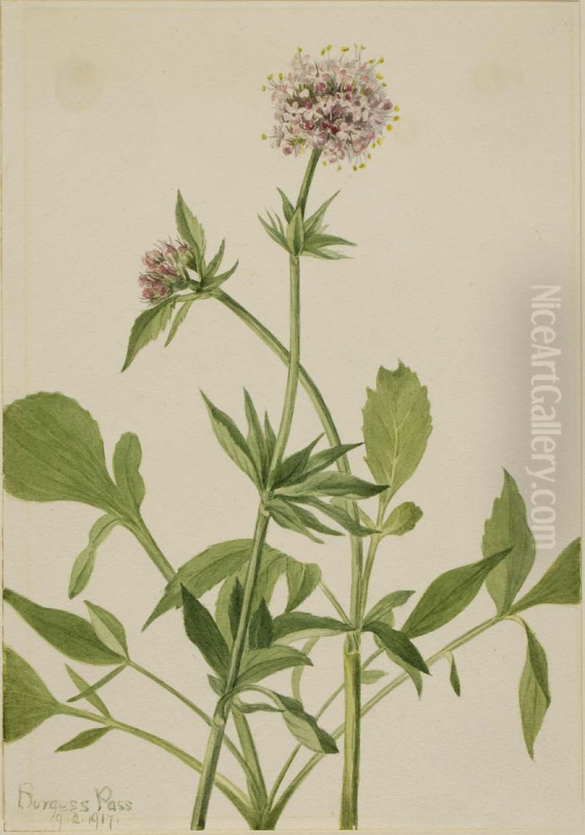 Heliotrope Valerian (Valeriana sitchensis) Oil Painting by Mary Vaux Walcott
