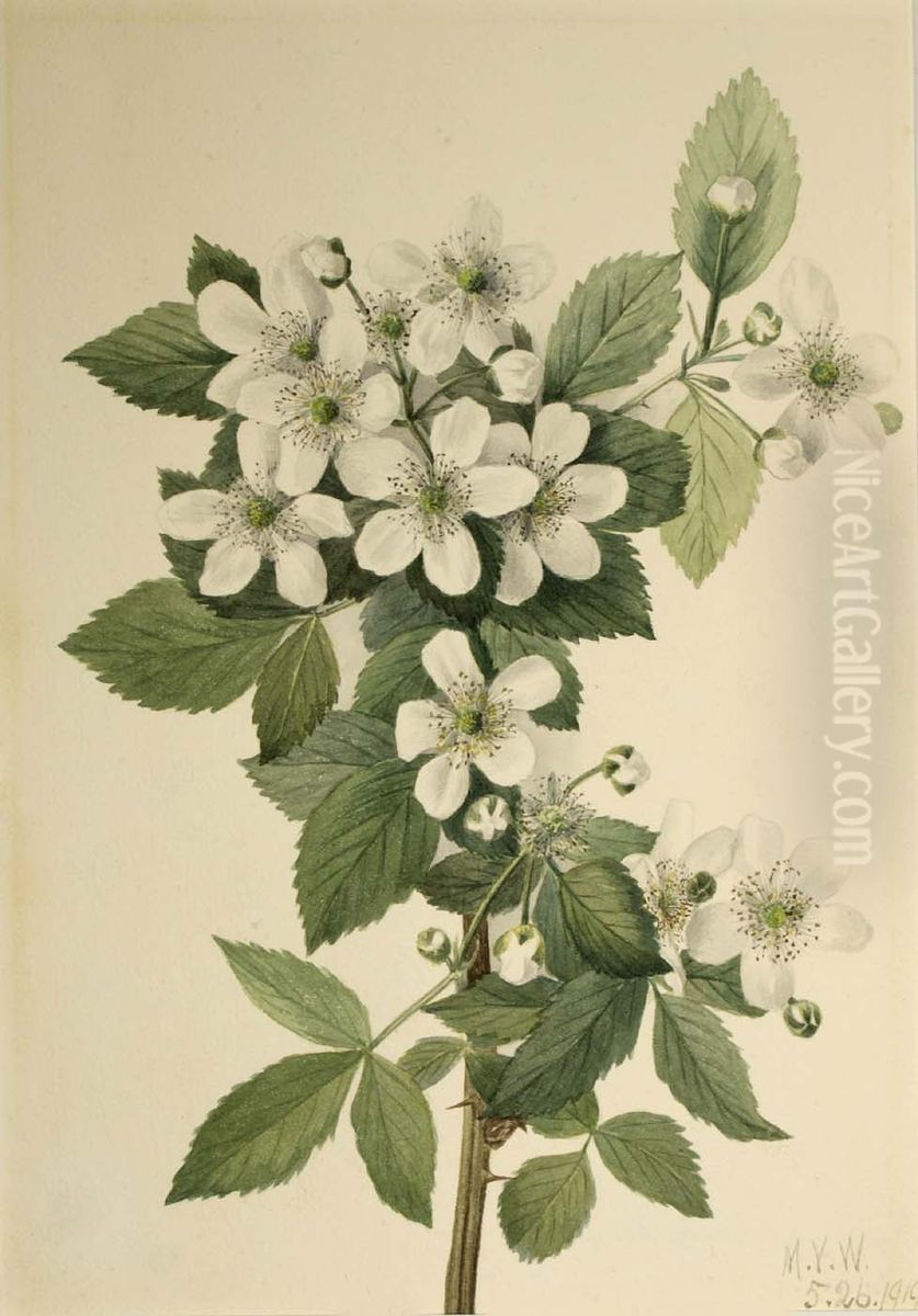 Highbush Blackberry (Rubus argutus) Oil Painting by Mary Vaux Walcott