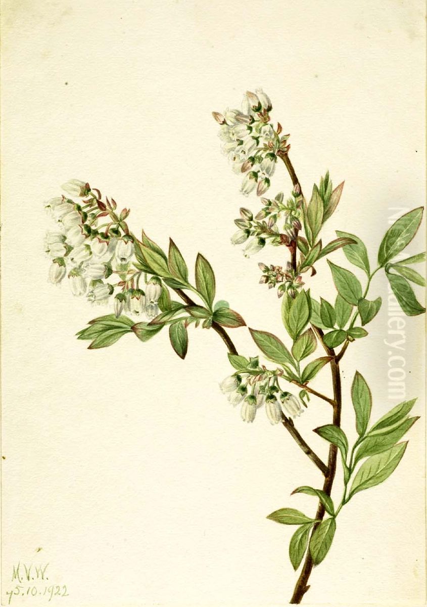Highbush Blueberry (Vaccinium corymbosum) Oil Painting by Mary Vaux Walcott