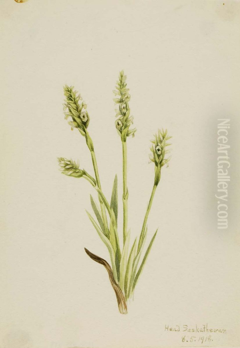 Hooded Ladies-Tresses (Ibidium strictum) Oil Painting by Mary Vaux Walcott