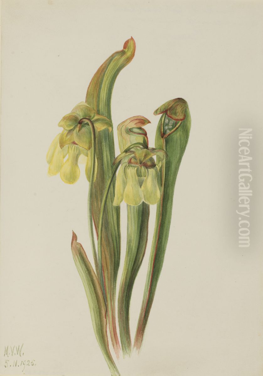 Hooded Pitcherplant (Sarracenia minor) Oil Painting by Mary Vaux Walcott