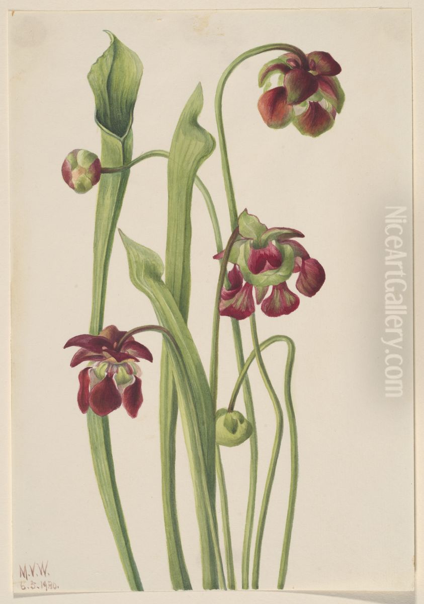 Hybrid Pitcherplant Oil Painting by Mary Vaux Walcott
