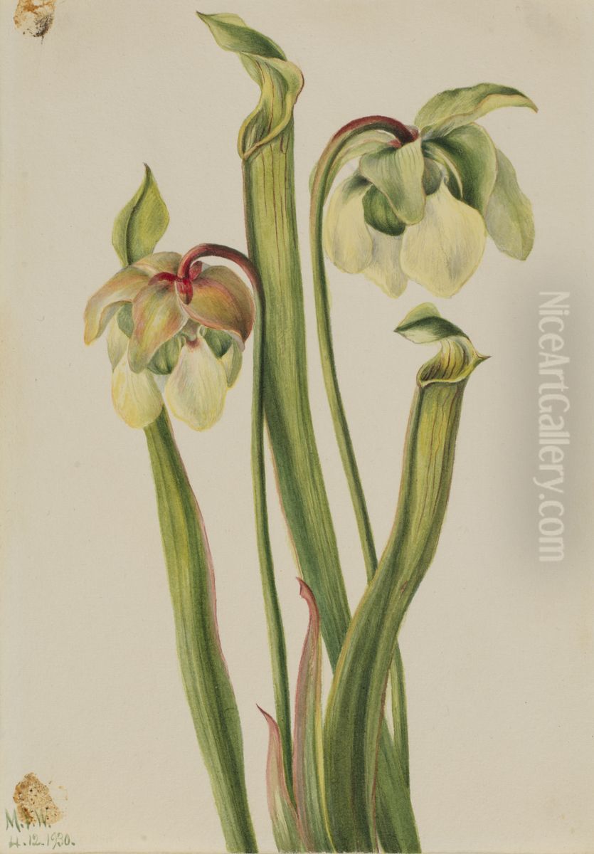 Hybrid Pitcherplant (Sarracenia minor) Oil Painting by Mary Vaux Walcott