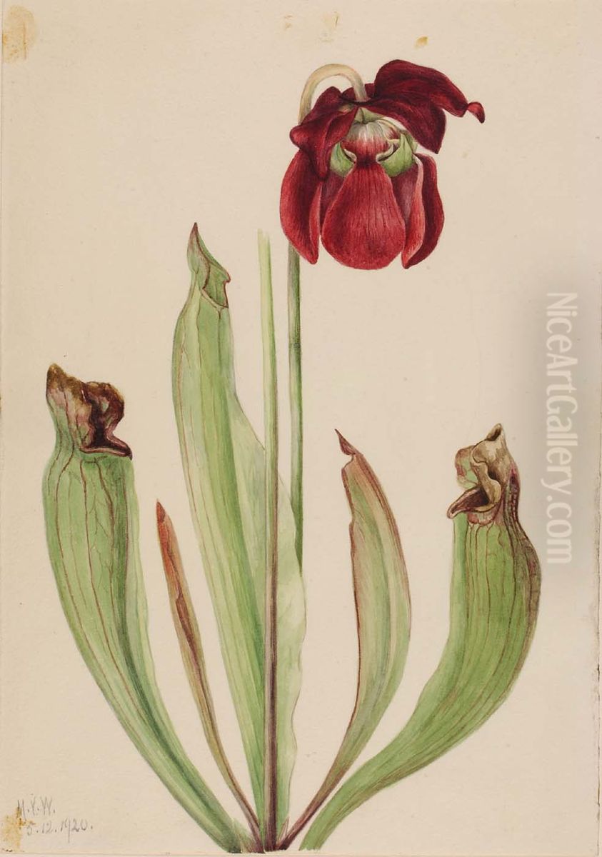 Hybrid Pitcherplant (Sarracenia rubra xs purpurea venosa) Oil Painting by Mary Vaux Walcott