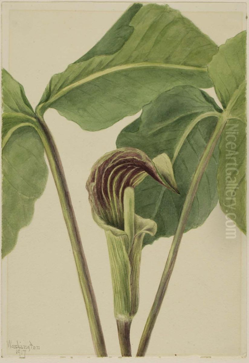 Jack-in-the-pulpit (Arisaema triphyllum) Oil Painting by Mary Vaux Walcott