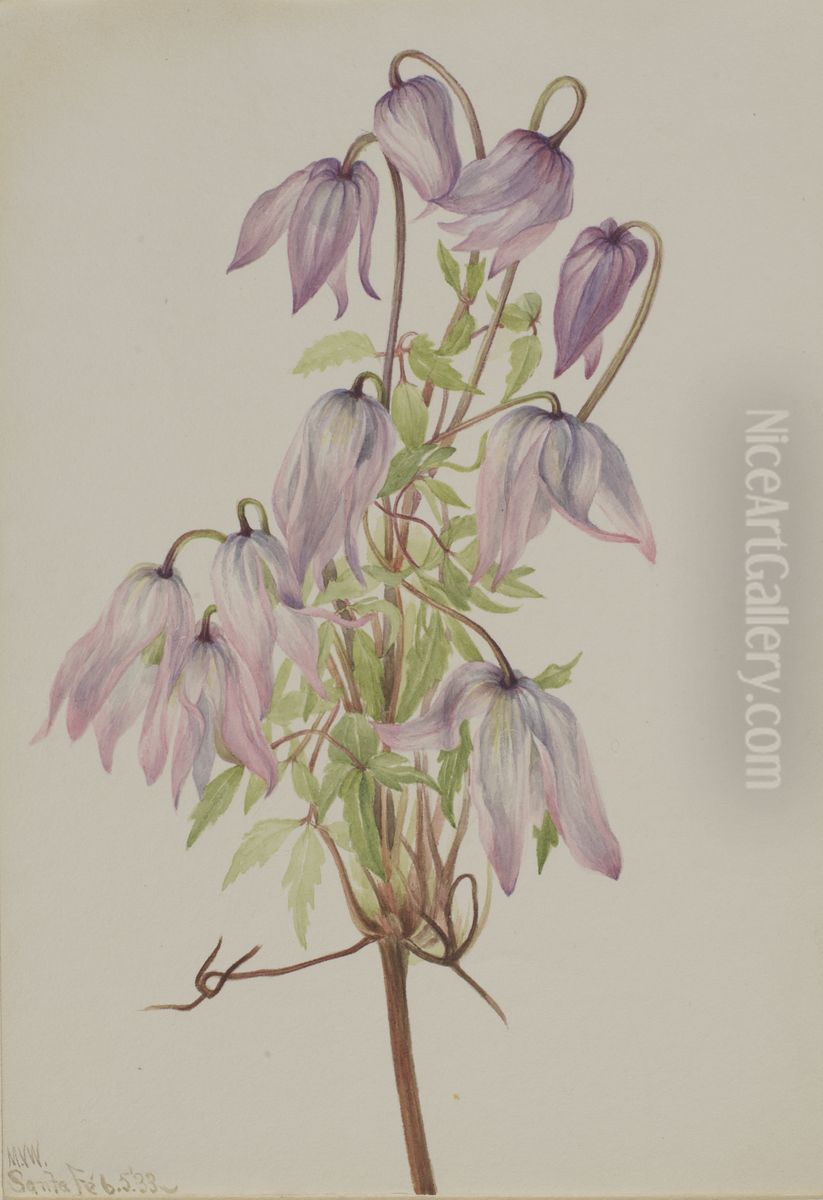 Jicarilla (Clematis pseudoalpina) Oil Painting by Mary Vaux Walcott