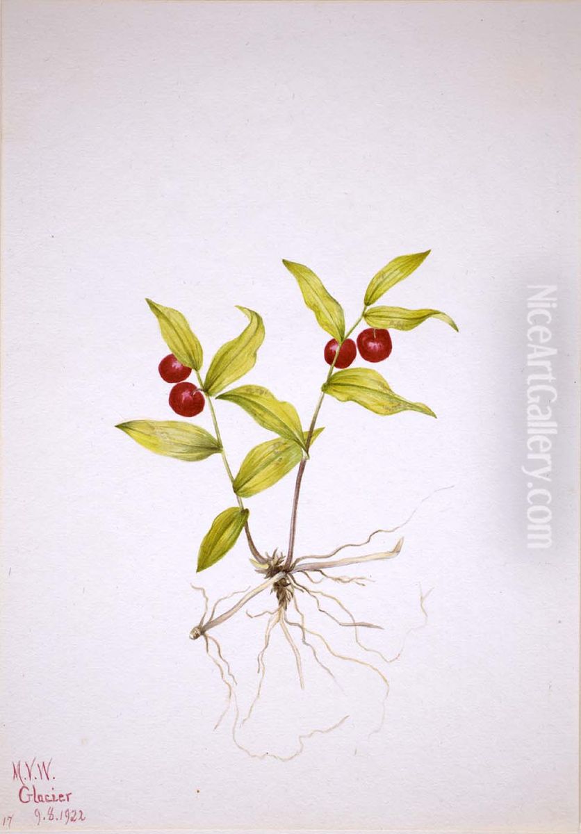 Kruhsea (Kruhsea streptopoides) Oil Painting by Mary Vaux Walcott