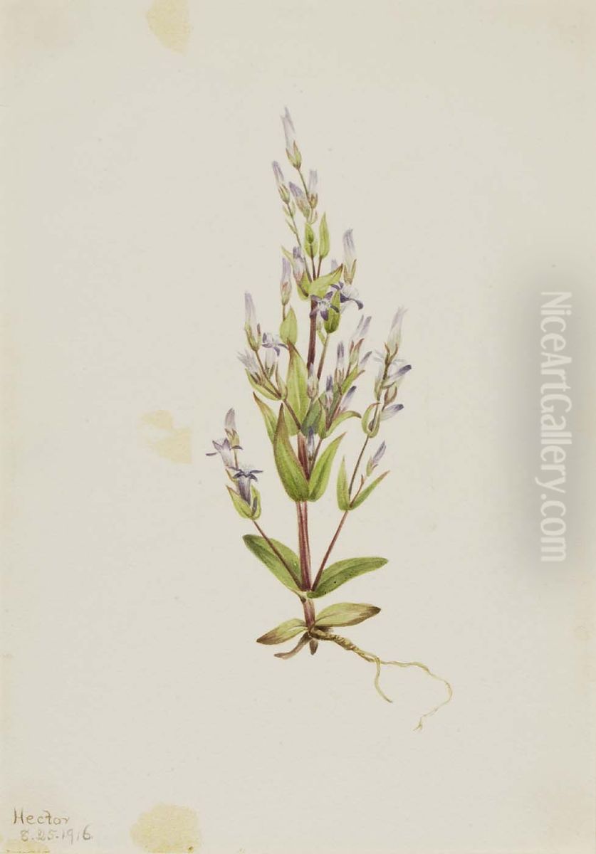 Ladder Gentian (Gentiana acuta) Oil Painting by Mary Vaux Walcott