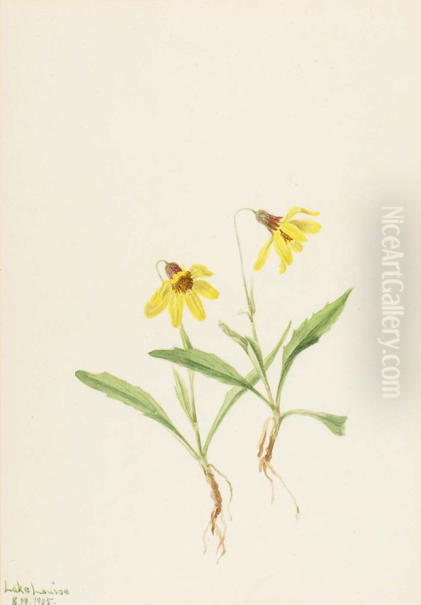 Lake Louise Arnica (Arnica louisiana) Oil Painting by Mary Vaux Walcott