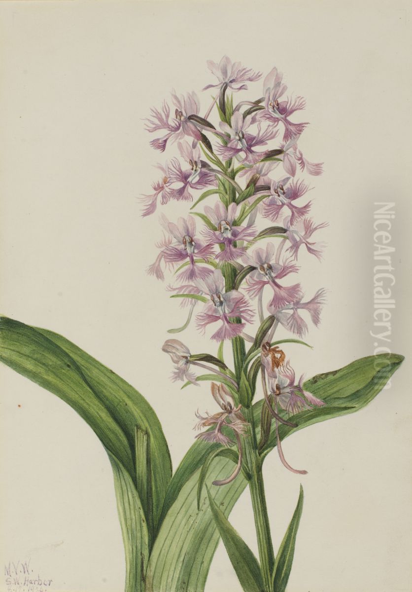 Large Purple Fringe-Orchid (Habenaria grandiflora) Oil Painting by Mary Vaux Walcott
