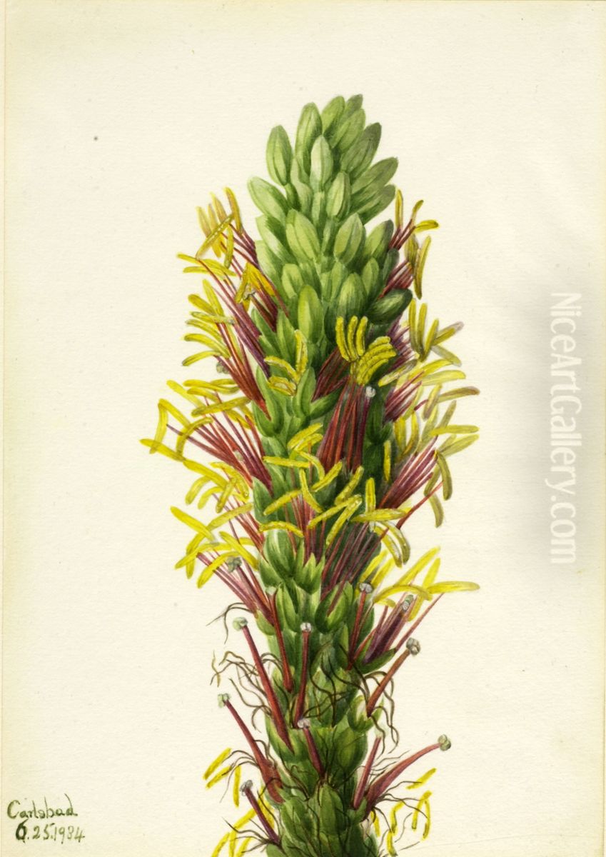 Lechuguilla (Agava lechuguilla) Oil Painting by Mary Vaux Walcott