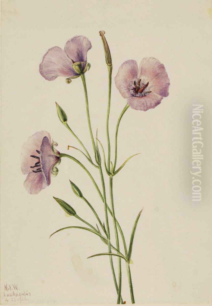 Lilac Mariposa (Calochortus splendens) Oil Painting by Mary Vaux Walcott
