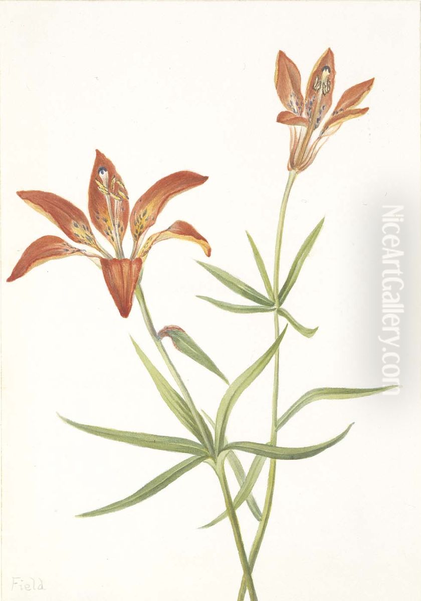 Lily (Lilium montanum) Oil Painting by Mary Vaux Walcott