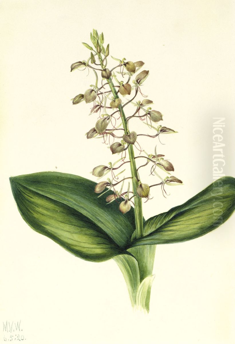 Lily Twayblade (Liparis liliifolia) Oil Painting by Mary Vaux Walcott