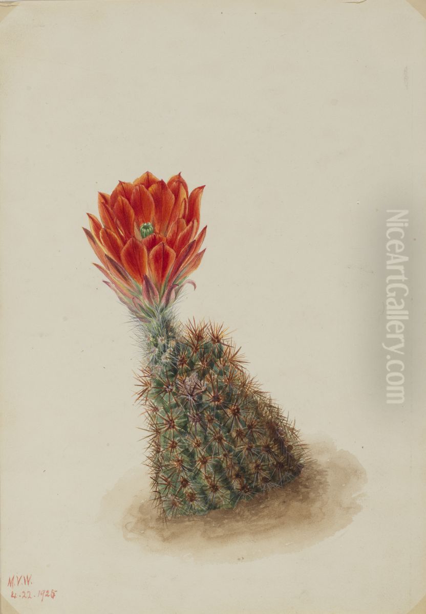 Lloyd's Strawberry Cactus (Echinocereus lloydii) Oil Painting by Mary Vaux Walcott